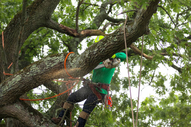 How Our Tree Care Process Works  in  Medicine Lodge, KS