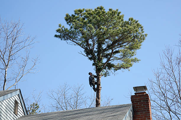 Seasonal Cleanup (Spring/Fall) in Medicine Lodge, KS